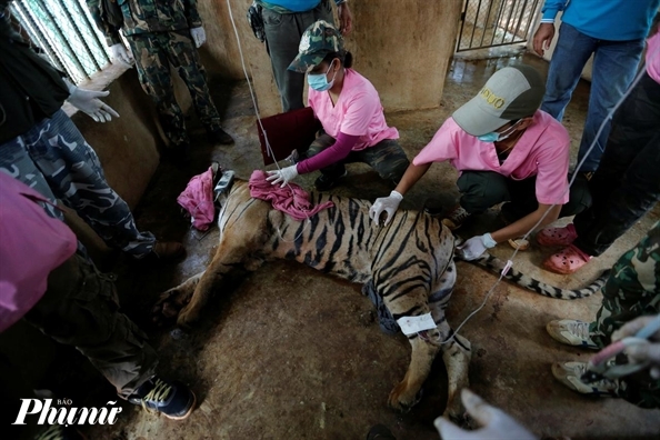 86 con hổ được giải cứu từ Đền Hổ ở Thái Lan đã chết - Ảnh: Reuters